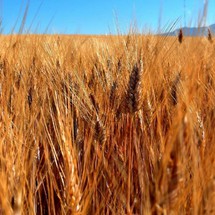 Magnifique champs de blé