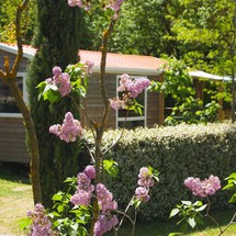 LOCATION DE MOBIL HOME camping rose de Provence