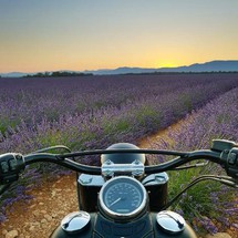 Lever de soleil sur les lavandes de Provence