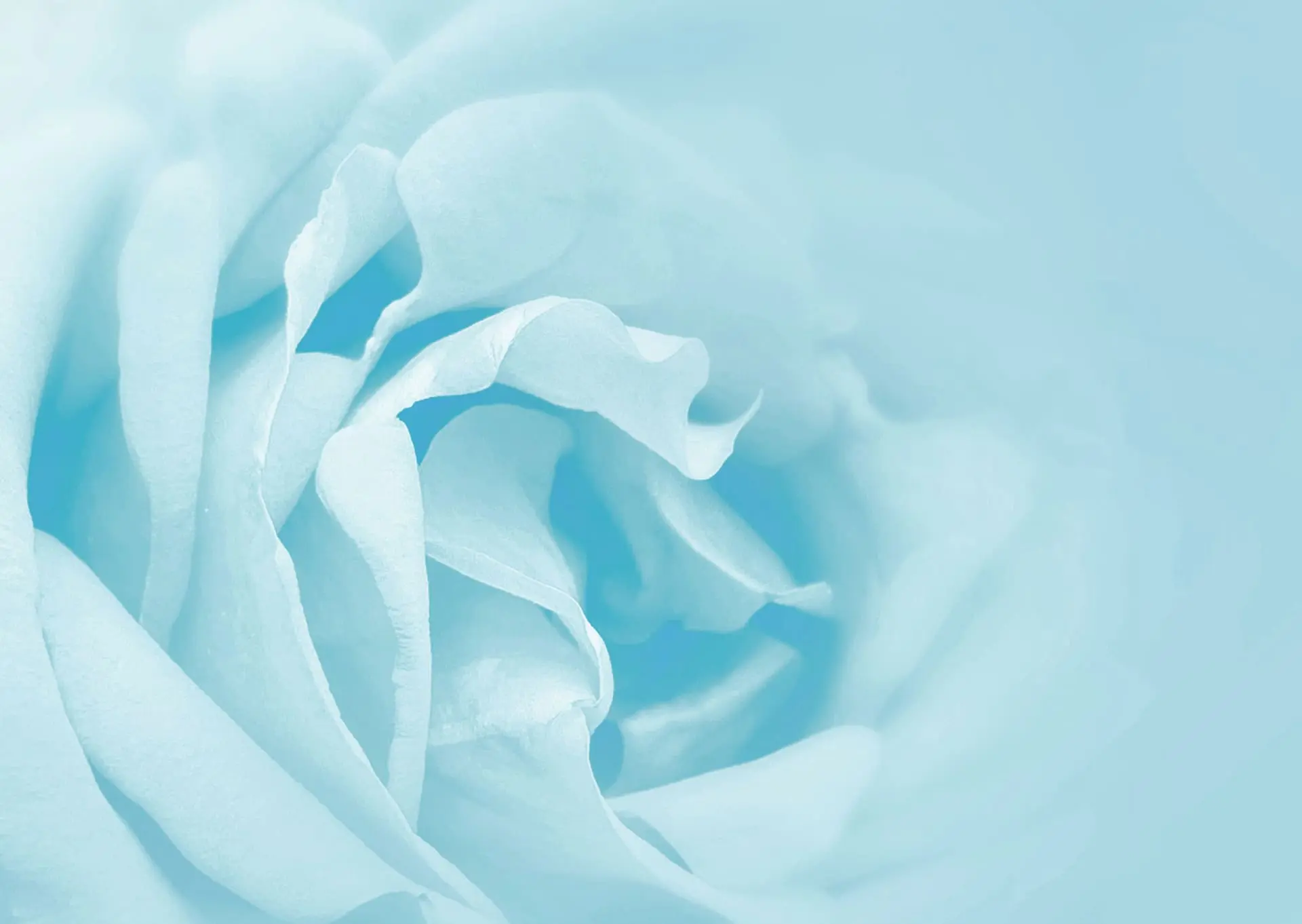 dessin rose fond footer